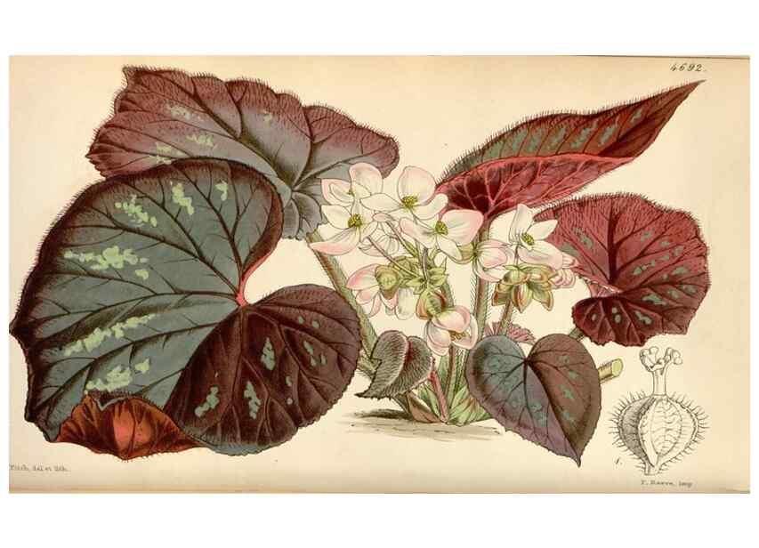 Reproducción/Reproduction 35122363751: Curtis's botanical magazine.. London ; New York [etc.] :Academic Press [etc.]