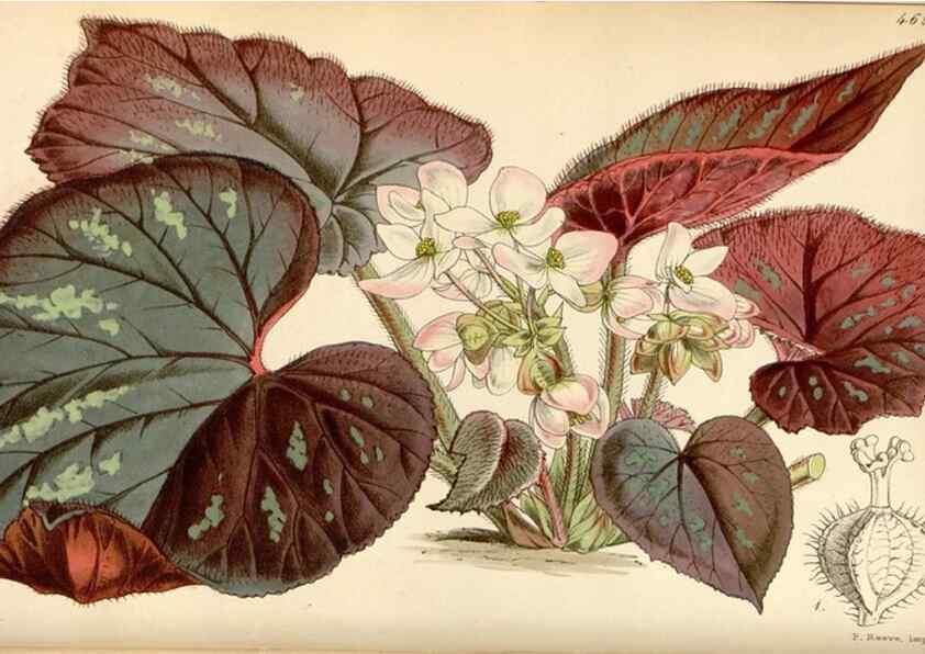 Reproducción/Reproduction 35122363751: Curtis's botanical magazine.. London ; New York [etc.] :Academic Press [etc.]