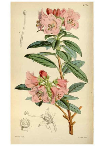 Reproducción/Reproduction 35122457881: Curtis's botanical magazine.. London ; New York [etc.] :Academic Press [etc.]