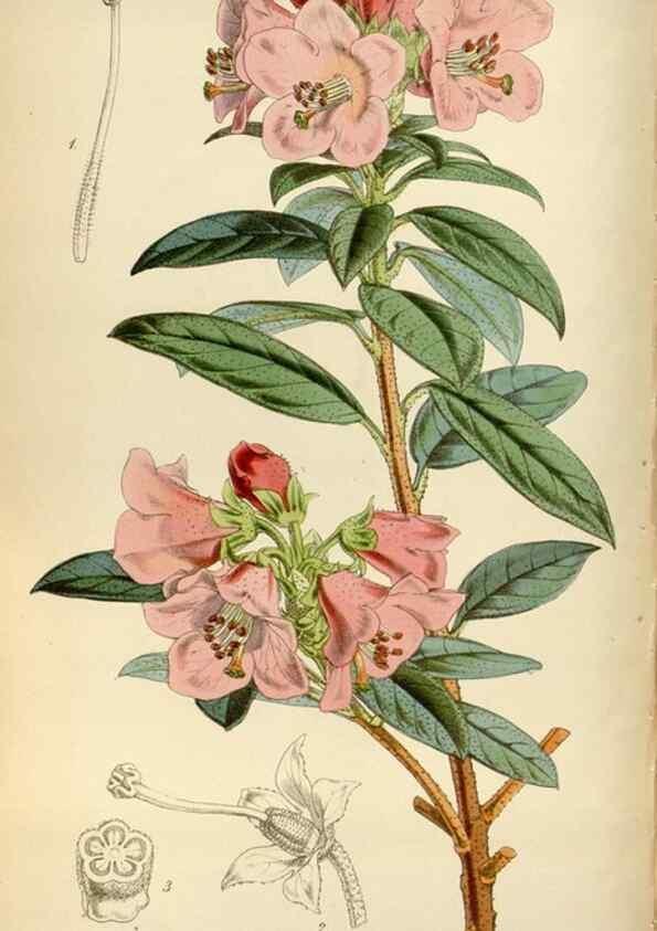 Reproducción/Reproduction 35122457881: Curtis's botanical magazine.. London ; New York [etc.] :Academic Press [etc.]