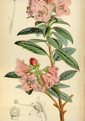Reproducción/Reproduction 35122457881: Curtis's botanical magazine.. London ; New York [etc.] :Academic Press [etc.]