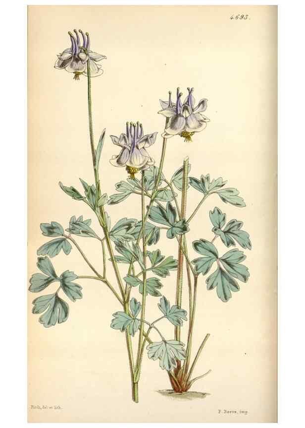 Reproducción/Reproduction 35122366451: Curtis's botanical magazine.. London ; New York [etc.] :Academic Press [etc.]