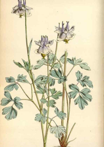 Reproducción/Reproduction 35122366451: Curtis's botanical magazine.. London ; New York [etc.] :Academic Press [etc.]