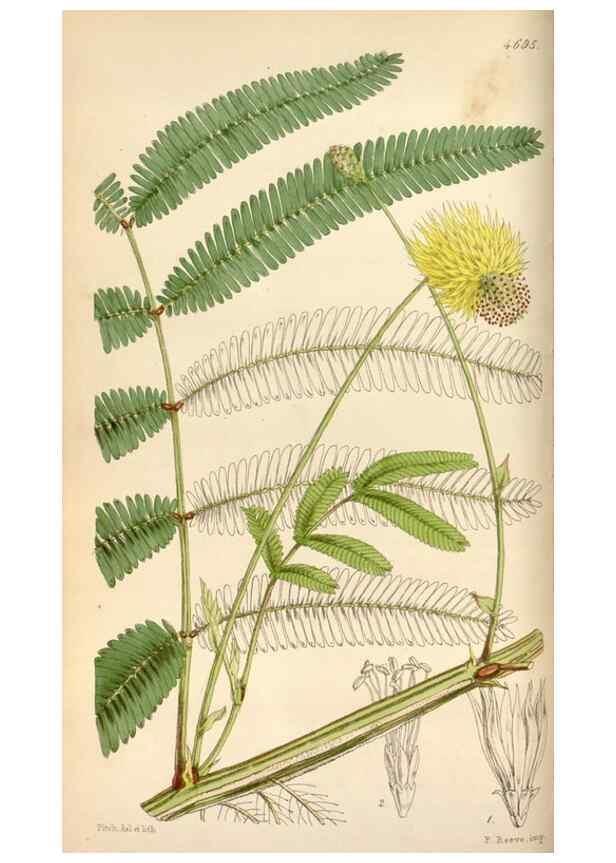 Reproducción/Reproduction 34443181663: Curtis's botanical magazine.. London ; New York [etc.] :Academic Press [etc.]