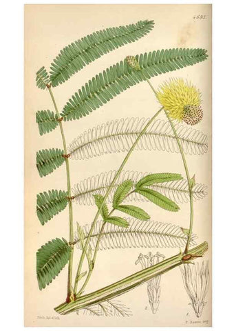Reproducción/Reproduction 34443181663: Curtis's botanical magazine.. London ; New York [etc.] :Academic Press [etc.]