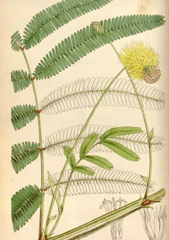 Reproducción/Reproduction 34443181663: Curtis's botanical magazine.. London ; New York [etc.] :Academic Press [etc.]