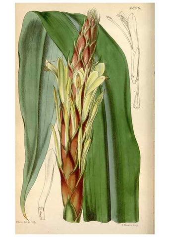 Reproducción/Reproduction 35122371991: Curtis's botanical magazine.. London ; New York [etc.] :Academic Press [etc.]