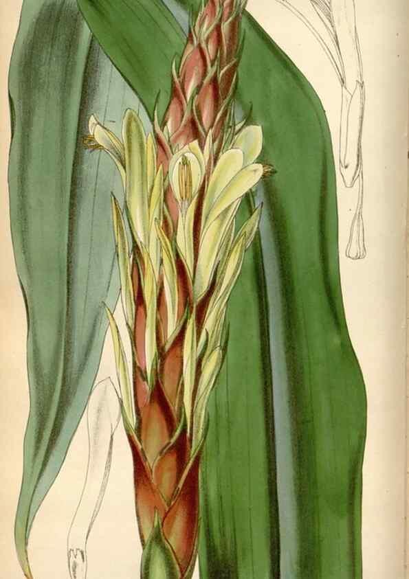 Reproducción/Reproduction 35122371991: Curtis's botanical magazine.. London ; New York [etc.] :Academic Press [etc.]