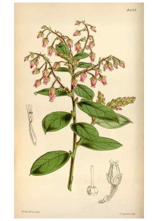 Reproducción/Reproduction 34408274314: Curtis's botanical magazine.. London ; New York [etc.] :Academic Press [etc.]