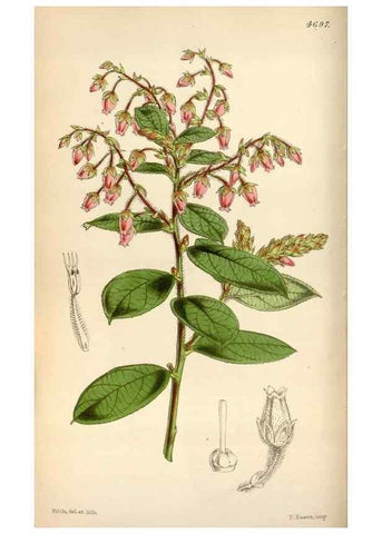 Reproducción/Reproduction 34408274314: Curtis's botanical magazine.. London ; New York [etc.] :Academic Press [etc.]