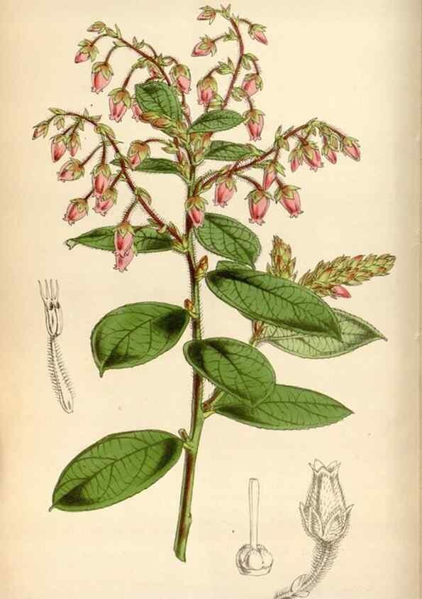 Reproducción/Reproduction 34408274314: Curtis's botanical magazine.. London ; New York [etc.] :Academic Press [etc.]