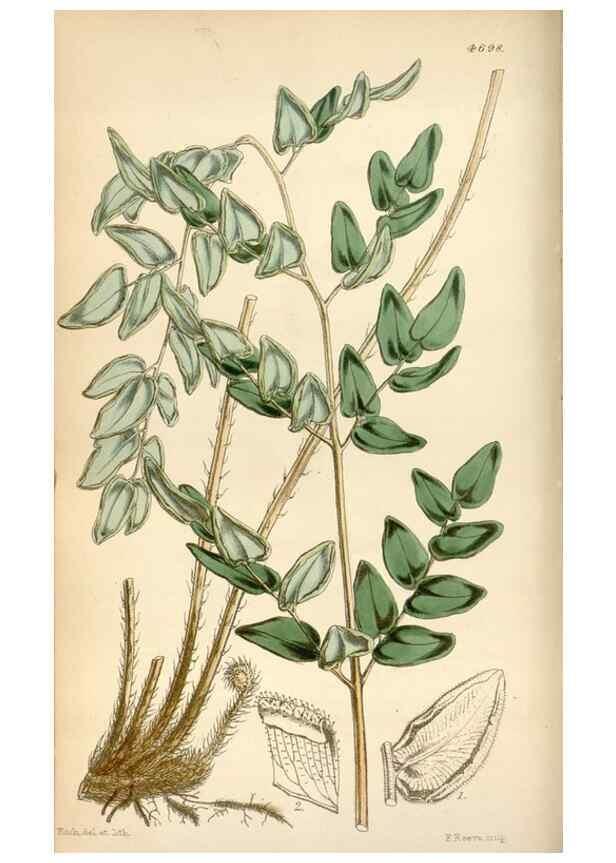 Reproducción/Reproduction 34408277174: Curtis's botanical magazine.. London ; New York [etc.] :Academic Press [etc.]