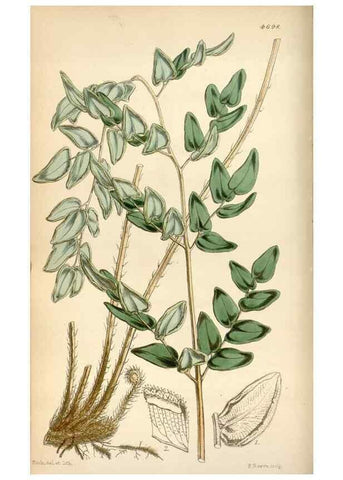 Reproducción/Reproduction 34408277174: Curtis's botanical magazine.. London ; New York [etc.] :Academic Press [etc.]
