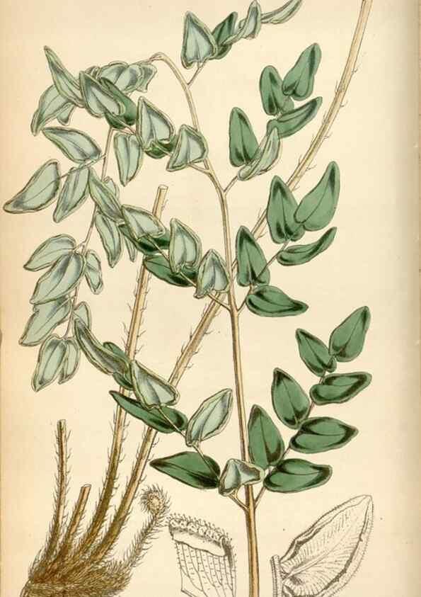 Reproducción/Reproduction 34408277174: Curtis's botanical magazine.. London ; New York [etc.] :Academic Press [etc.]