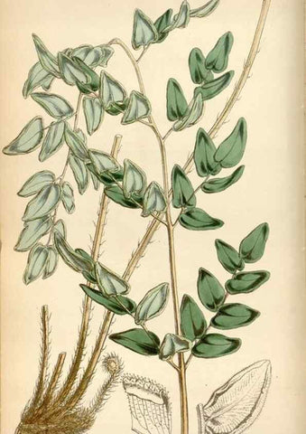 Reproducción/Reproduction 34408277174: Curtis's botanical magazine.. London ; New York [etc.] :Academic Press [etc.]
