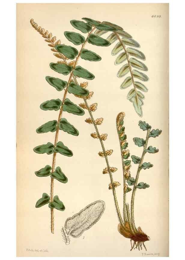 Reproducción/Reproduction 35212235036: Curtis's botanical magazine.. London ; New York [etc.] :Academic Press [etc.]
