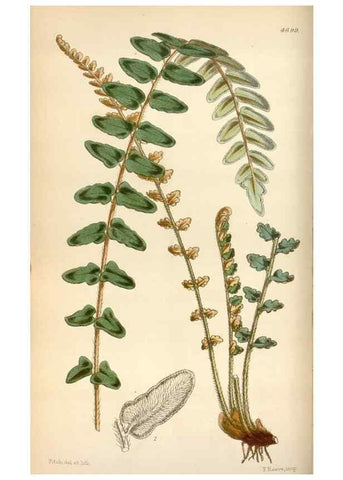 Reproducción/Reproduction 35212235036: Curtis's botanical magazine.. London ; New York [etc.] :Academic Press [etc.]