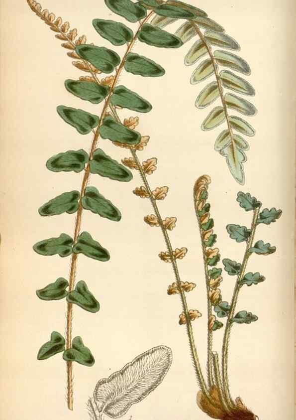 Reproducción/Reproduction 35212235036: Curtis's botanical magazine.. London ; New York [etc.] :Academic Press [etc.]