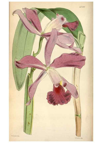 Reproducción/Reproduction 35212239956: Curtis's botanical magazine.. London ; New York [etc.] :Academic Press [etc.]