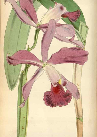 Reproducción/Reproduction 35212239956: Curtis's botanical magazine.. London ; New York [etc.] :Academic Press [etc.]