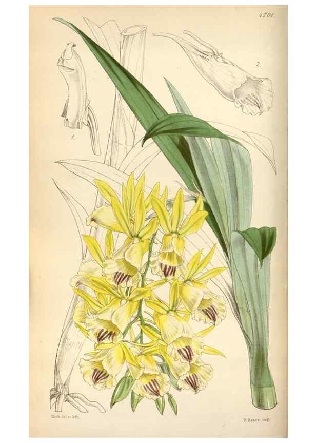 Reproducción/Reproduction 35212242006: Curtis's botanical magazine.. London ; New York [etc.] :Academic Press [etc.]