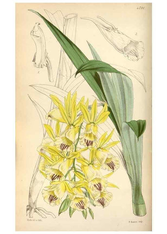 Reproducción/Reproduction 35212242006: Curtis's botanical magazine.. London ; New York [etc.] :Academic Press [etc.]