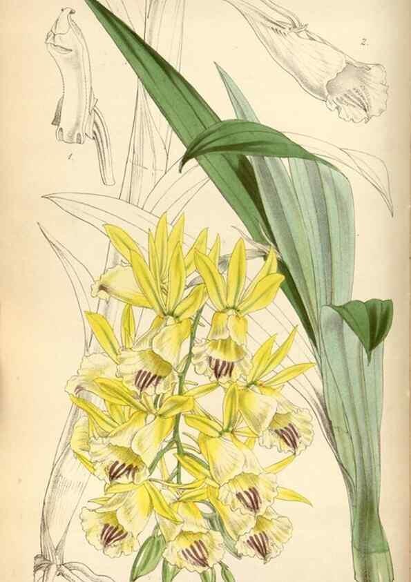 Reproducción/Reproduction 35212242006: Curtis's botanical magazine.. London ; New York [etc.] :Academic Press [etc.]
