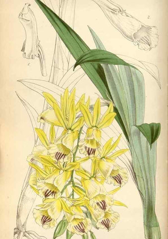Reproducción/Reproduction 35212242006: Curtis's botanical magazine.. London ; New York [etc.] :Academic Press [etc.]