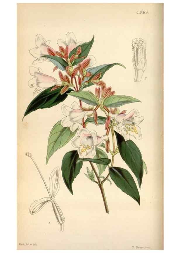 Reproducción/Reproduction 34408265664: Curtis's botanical magazine.. London ; New York [etc.] :Academic Press [etc.]