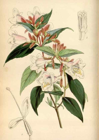 Reproducción/Reproduction 34408265664: Curtis's botanical magazine.. London ; New York [etc.] :Academic Press [etc.]