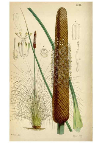 Reproducción/Reproduction 34865110940: Curtis's botanical magazine.. London ; New York [etc.] :Academic Press [etc.]