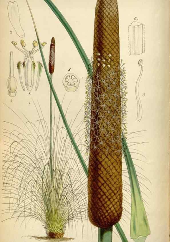 Reproducción/Reproduction 34865110940: Curtis's botanical magazine.. London ; New York [etc.] :Academic Press [etc.]