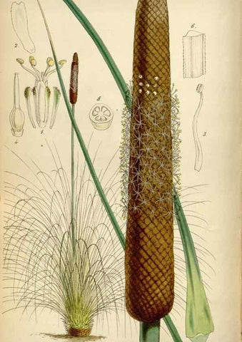 Reproducción/Reproduction 34865110940: Curtis's botanical magazine.. London ; New York [etc.] :Academic Press [etc.]