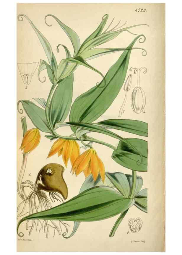Reproducción/Reproduction 34865113150: Curtis's botanical magazine.. London ; New York [etc.] :Academic Press [etc.]
