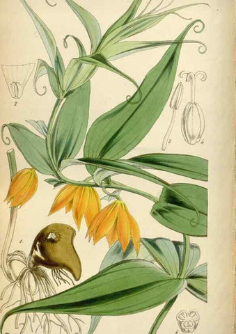 Reproducción/Reproduction 34865113150: Curtis's botanical magazine.. London ; New York [etc.] :Academic Press [etc.]