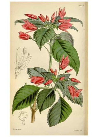 Reproducción/Reproduction 34865115280: Curtis's botanical magazine.. London ; New York [etc.] :Academic Press [etc.]