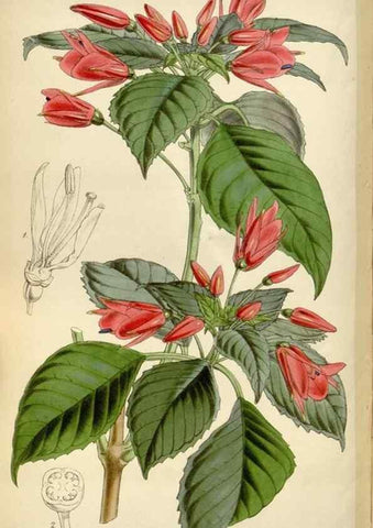 Reproducción/Reproduction 34865115280: Curtis's botanical magazine.. London ; New York [etc.] :Academic Press [etc.]