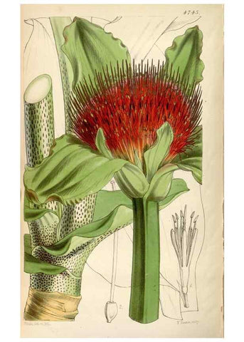 Reproducción/Reproduction 34408371974: Curtis's botanical magazine.. London ; New York [etc.] :Academic Press [etc.]