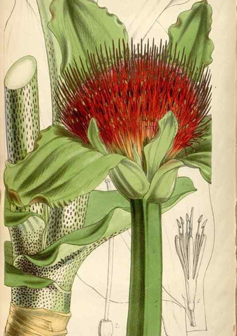 Reproducción/Reproduction 34408371974: Curtis's botanical magazine.. London ; New York [etc.] :Academic Press [etc.]