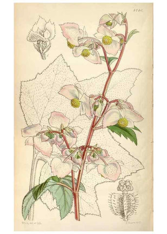 Reproducción/Reproduction 34408375164: Curtis's botanical magazine.. London ; New York [etc.] :Academic Press [etc.]