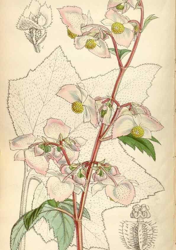 Reproducción/Reproduction 34408375164: Curtis's botanical magazine.. London ; New York [etc.] :Academic Press [etc.]