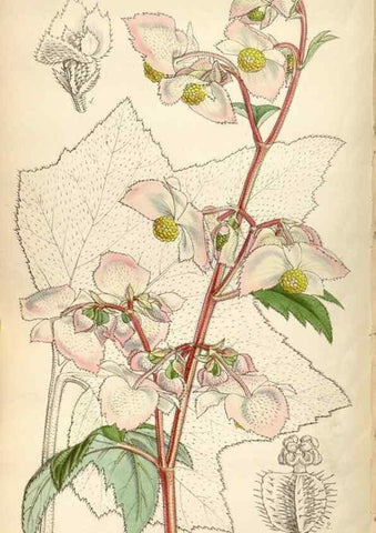 Reproducción/Reproduction 34408375164: Curtis's botanical magazine.. London ; New York [etc.] :Academic Press [etc.]