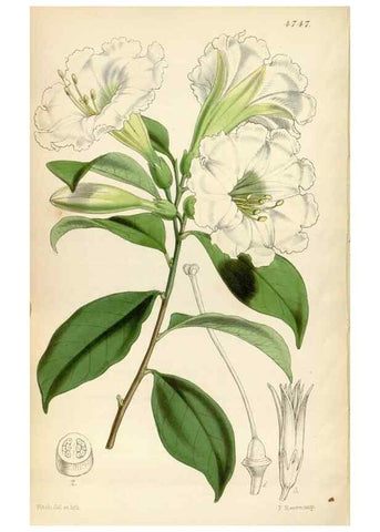 Reproducción/Reproduction 34408379434: Curtis's botanical magazine.. London ; New York [etc.] :Academic Press [etc.]