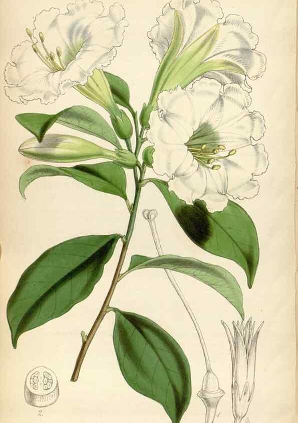 Reproducción/Reproduction 34408379434: Curtis's botanical magazine.. London ; New York [etc.] :Academic Press [etc.]