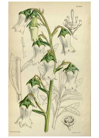 Reproducción/Reproduction 34408383104: Curtis's botanical magazine.. London ; New York [etc.] :Academic Press [etc.]