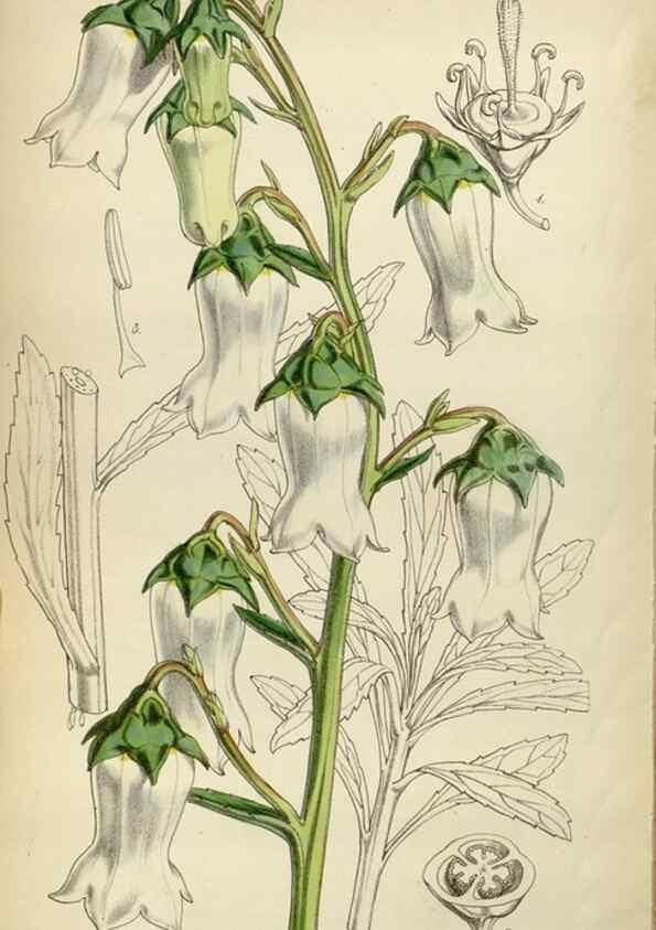 Reproducción/Reproduction 34408383104: Curtis's botanical magazine.. London ; New York [etc.] :Academic Press [etc.]