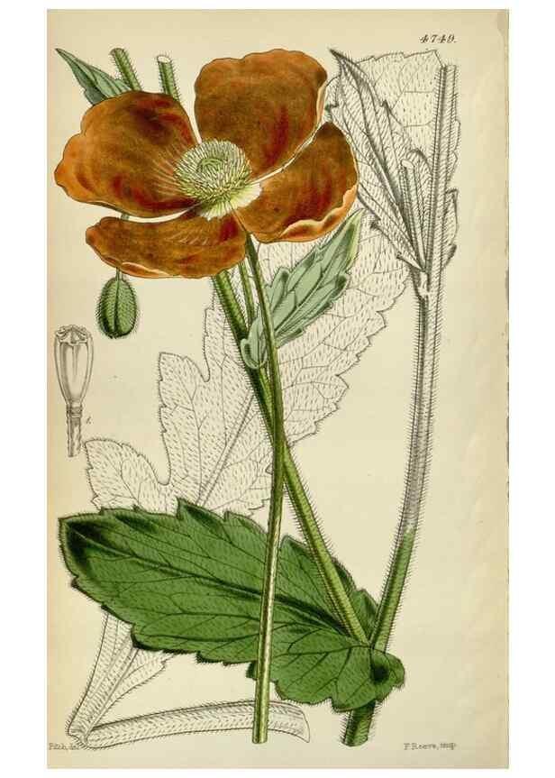 Reproducción/Reproduction 34408386784: Curtis's botanical magazine.. London ; New York [etc.] :Academic Press [etc.]