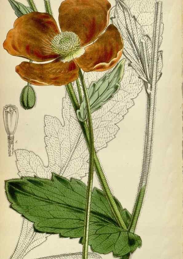 Reproducción/Reproduction 34408386784: Curtis's botanical magazine.. London ; New York [etc.] :Academic Press [etc.]