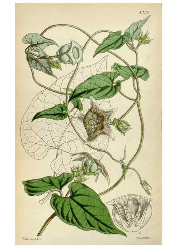 Reproducción/Reproduction 35252221985: Curtis's botanical magazine.. London ; New York [etc.] :Academic Press [etc.]