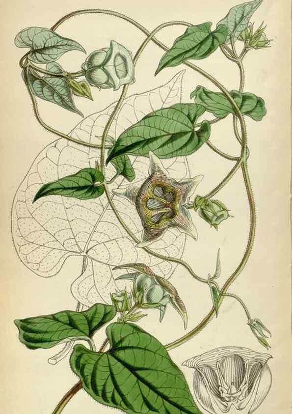 Reproducción/Reproduction 35252221985: Curtis's botanical magazine.. London ; New York [etc.] :Academic Press [etc.]